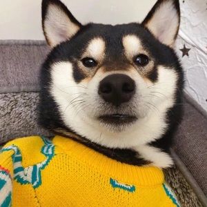 Meet your Posher, Wenhan